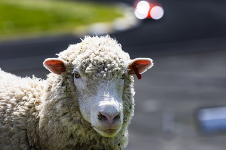 GT4 America Returns to Sonoma Raceway: Tickets On Sale Now! 