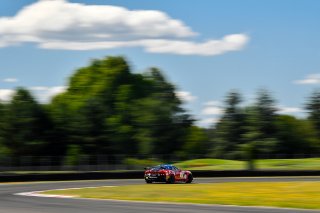 #51 Panoz Avezzano GT of Preston Calvert and Matthew Keegan 

Rose Cup Races, Portland OR | Gavin Baker/SRO
